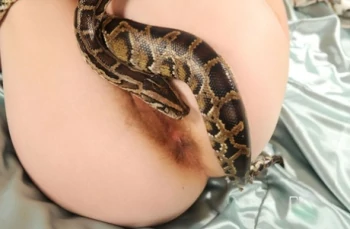 Pornstar Snake